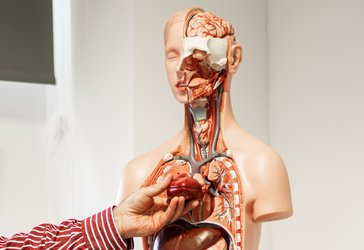 An einem Torso-Modell demonstriert eine Lehrkraft die Position des menschlichen Herzens.